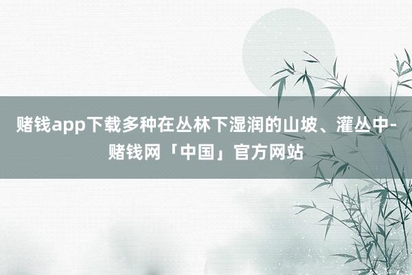 赌钱app下载多种在丛林下湿润的山坡、灌丛中-赌钱网「中国」官方网站